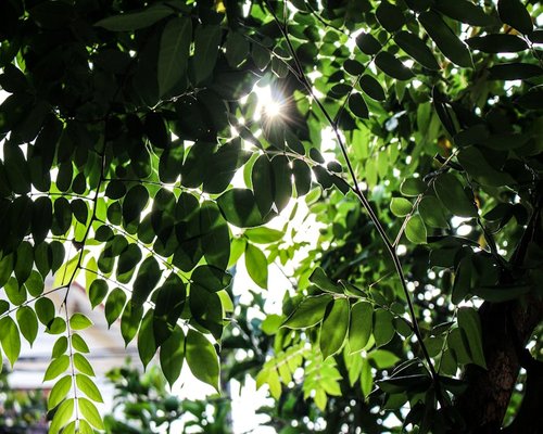 morning sunlight filtering through green leaves nature
